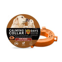  Dog Orange